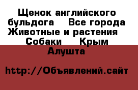 Щенок английского бульдога  - Все города Животные и растения » Собаки   . Крым,Алушта